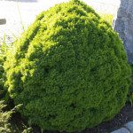 Миниатюра 1. Ель канадская 