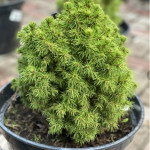 Миниатюра 4. Ель канадская 