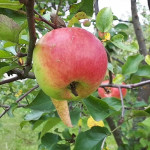 Миниатюра 4. Яблоня «Богатырь» в каталоге СЦ Корекозево