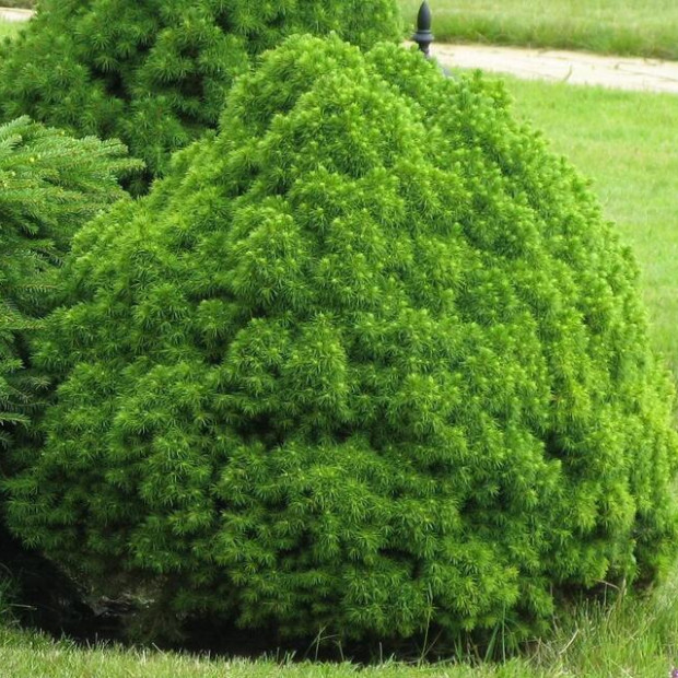 Фото 2. Ель канадская 