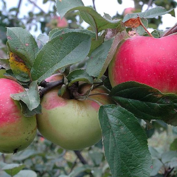 Фото 3. Яблоня «Богатырь» в каталоге СЦ Корекозево