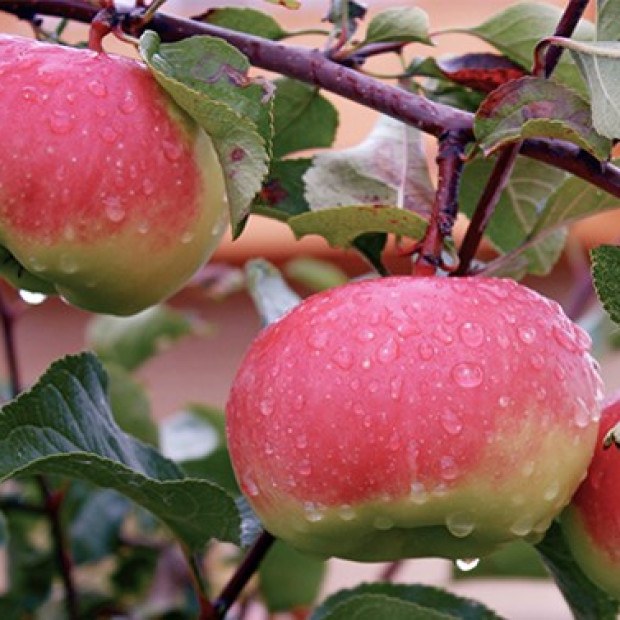 Фото 1. Яблоня «Богатырь» в каталоге СЦ Корекозево