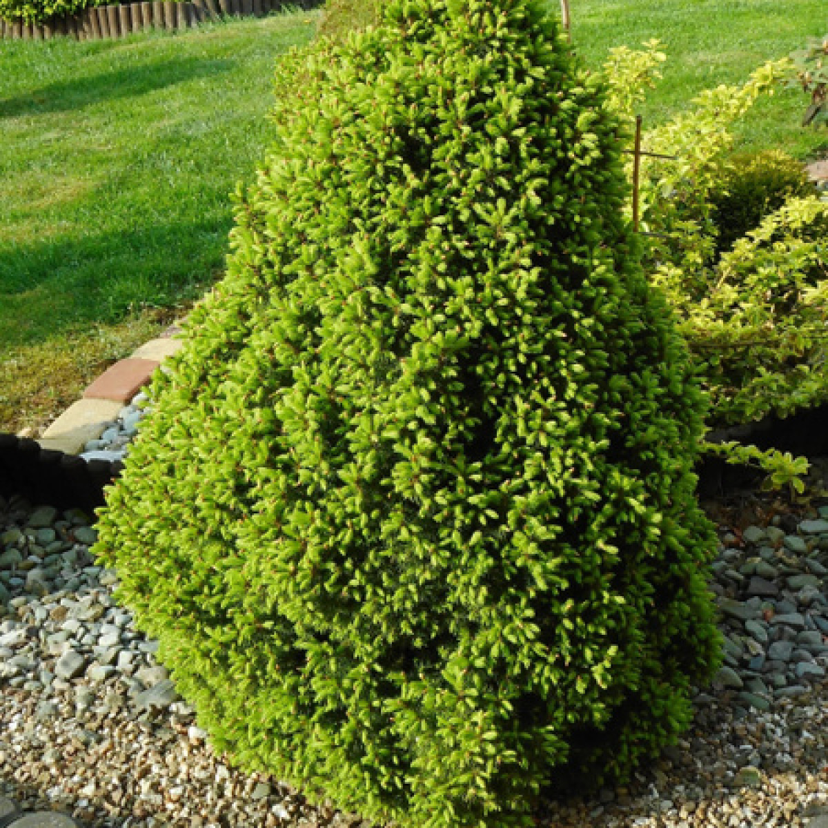 Ель канадская Conica в каталоге СЦ Корекозево