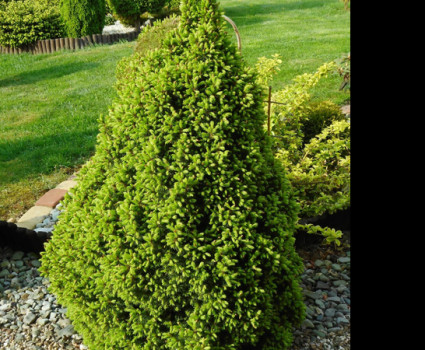 Ель канадская Conica в каталоге СЦ Корекозево