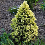 Миниатюра 2. Ель канадская 