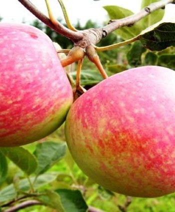 Яблоня «Конфетное» в каталоге СЦ Корекозево