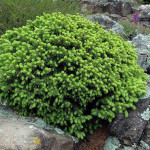 Миниатюра 1. Ель канадская 