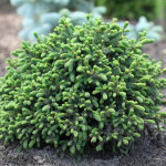 Миниатюра 2. Ель канадская 