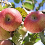 Миниатюра 3. Яблоня «Конфетное» в каталоге СЦ Корекозево