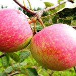 Миниатюра 1. Яблоня «Конфетное» в каталоге СЦ Корекозево