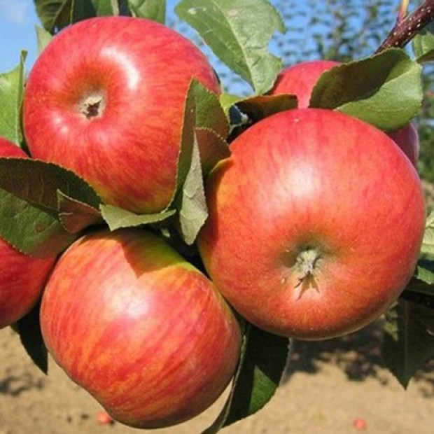 Фото 4. Яблоня «Конфетное» в каталоге СЦ Корекозево