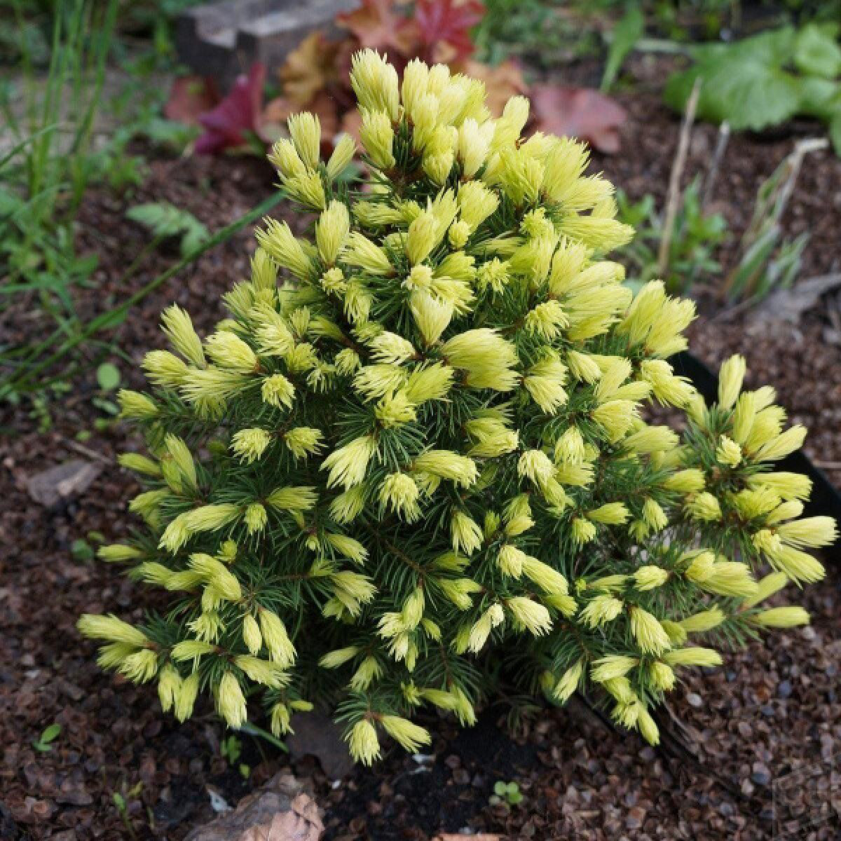 Ель канадская Rainbow's End в каталоге СЦ Корекозево