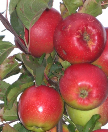 Яблоня «Лигол» в каталоге СЦ Корекозево