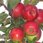 Миниатюра 1. Яблоня «Лигол» в каталоге СЦ Корекозево