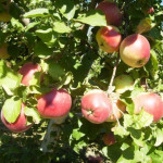 Миниатюра 2. Яблоня «Лигол» в каталоге СЦ Корекозево