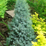 Миниатюра 3. Ель канадская 