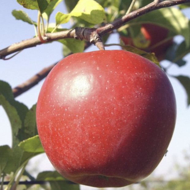 Фото 3. Яблоня «Лигол» в каталоге СЦ Корекозево