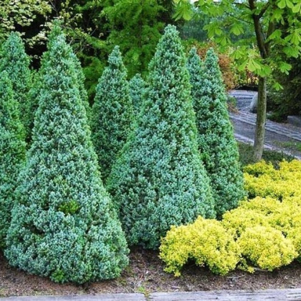 Фото 1. Ель канадская 