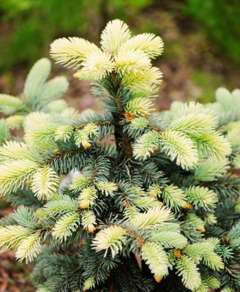 Ель колючая Bialobok в каталоге СЦ Корекозево