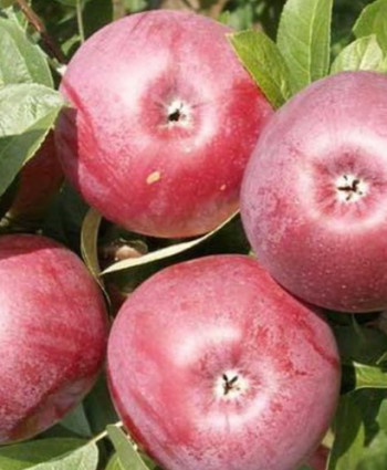 Яблоня «Лобо» в каталоге СЦ Корекозево