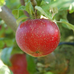 Миниатюра 3. Яблоня «Лобо» в каталоге СЦ Корекозево