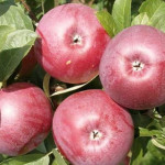 Миниатюра 1. Яблоня «Лобо» в каталоге СЦ Корекозево