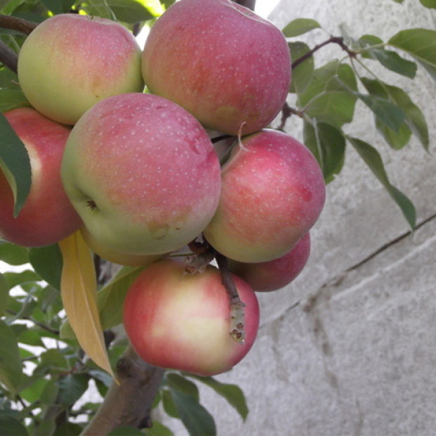 Фото 2. Яблоня «Лобо» в каталоге СЦ Корекозево