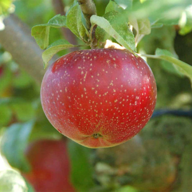 Фото 3. Яблоня «Лобо» в каталоге СЦ Корекозево