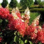 Миниатюра 3. Гортензия метельчатая Пинки Винки в каталоге СЦ Корекозево