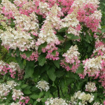 Миниатюра 1. Гортензия метельчатая Пинки Винки в каталоге СЦ Корекозево