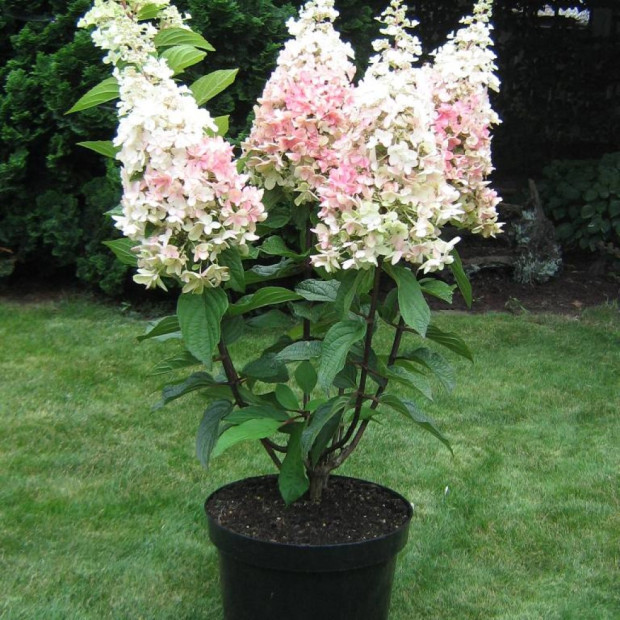 Фото 4. Гортензия метельчатая Пинки Винки в каталоге СЦ Корекозево