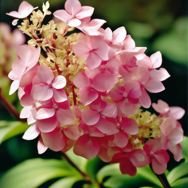 Фото 2. Гортензия метельчатая Пинки Винки в каталоге СЦ Корекозево