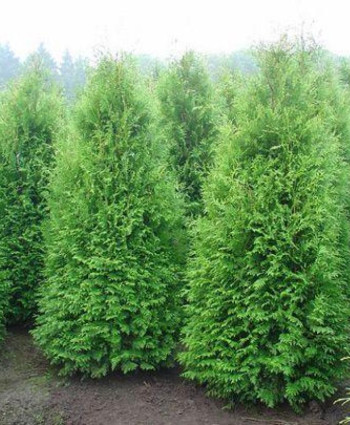 Туя Западная Брабант (Brabant) в каталоге СЦ Корекозево