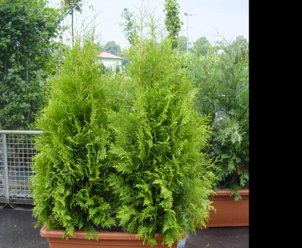 Туя Западная Брабант (Brabant) в каталоге СЦ Корекозево