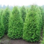 Миниатюра 2. Туя Западная Брабант (Brabant) в каталоге СЦ Корекозево