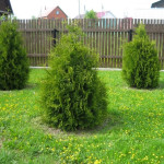 Миниатюра 3. Туя Западная Брабант (Brabant) в каталоге СЦ Корекозево