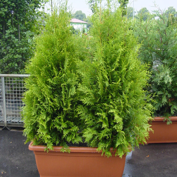 Фото 1. Туя Западная Брабант (Brabant) в каталоге СЦ Корекозево