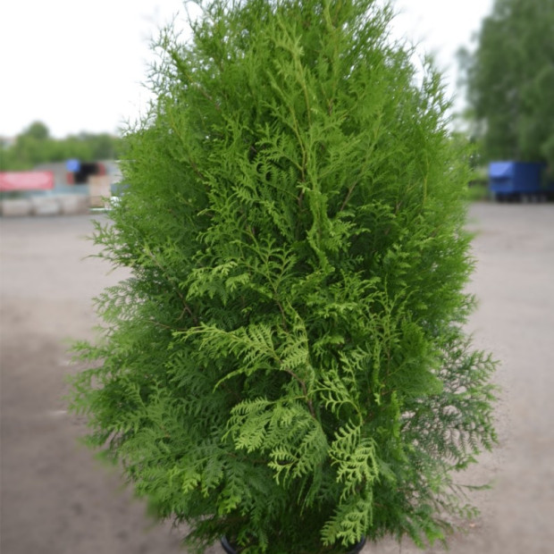 Фото 4. Туя Западная Брабант (Brabant) в каталоге СЦ Корекозево