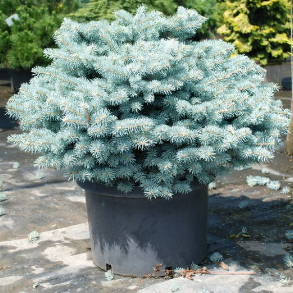 Ель колючая Glauca Globosa в каталоге СЦ Корекозево