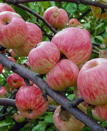 Яблоня «Мельба» в каталоге СЦ Корекозево