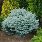 Миниатюра 2. Ель колючая 