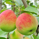 Миниатюра 2. Яблоня «Мельба» в каталоге СЦ Корекозево