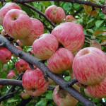 Миниатюра 1. Яблоня «Мельба» в каталоге СЦ Корекозево