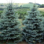 Миниатюра 1. Ель колючая 