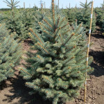 Миниатюра 2. Ель колючая 