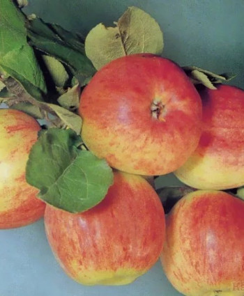 Яблоня «Осеннее Полосатое» Штрифель в каталоге СЦ Корекозево