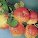 Миниатюра 1. Яблоня «Осеннее Полосатое» Штрифель в каталоге СЦ Корекозево