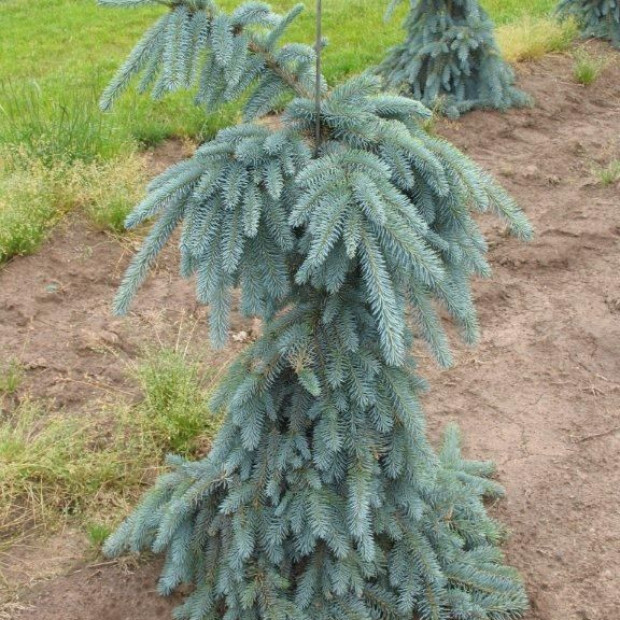 Фото 2. Ель колючая 