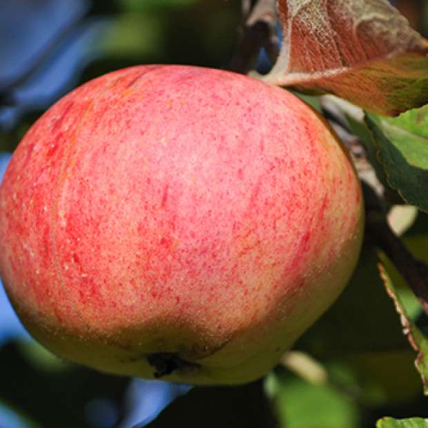 Фото 4. Яблоня «Осеннее Полосатое» Штрифель в каталоге СЦ Корекозево