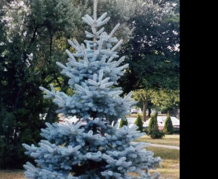 Ель колючая Hoopsii в каталоге СЦ Корекозево